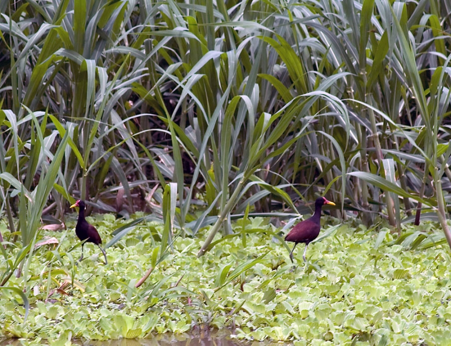 Перу и Боливия: если никуда не спешить. Ещё больше фото.