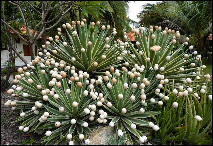 Нежность и красота: цветочки-ягодки в фотографиях