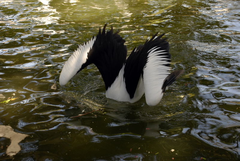 Сумма нескольких визитов на Бали (фото, трафик) Сумма нескольких визитов на Бали (фото, трафик)