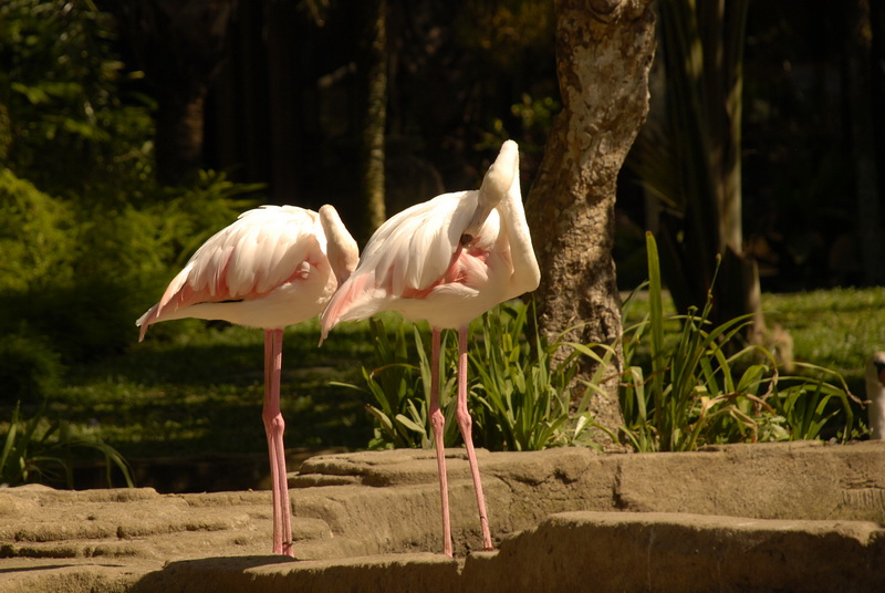 Сумма нескольких визитов на Бали (фото, трафик) Сумма нескольких визитов на Бали (фото, трафик)