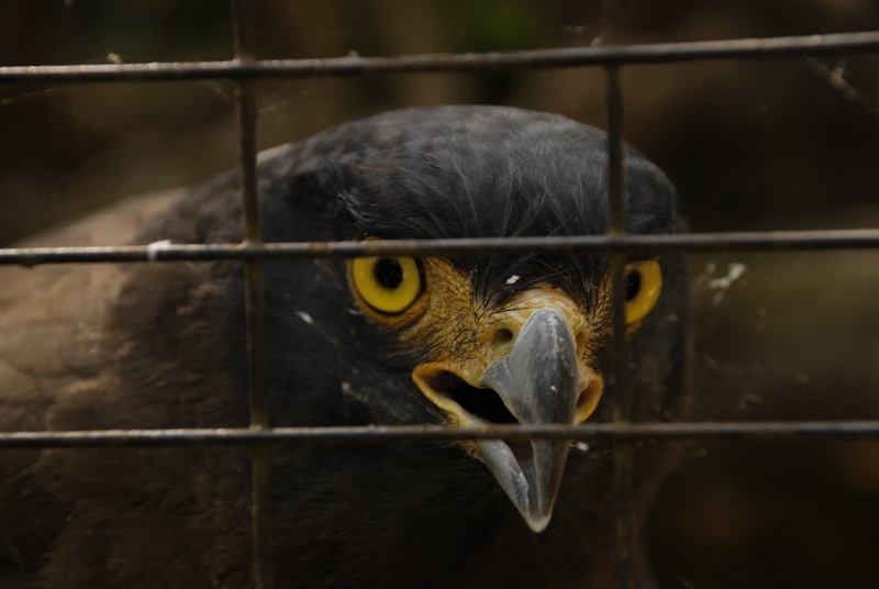 Сумма нескольких визитов на Бали (фото, трафик) Сумма нескольких визитов на Бали (фото, трафик)
