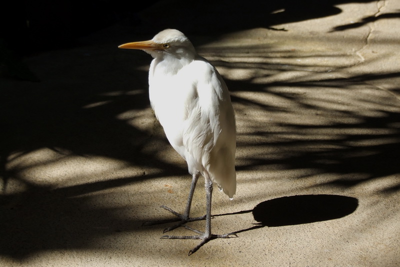 Сумма нескольких визитов на Бали (фото, трафик) Сумма нескольких визитов на Бали (фото, трафик)