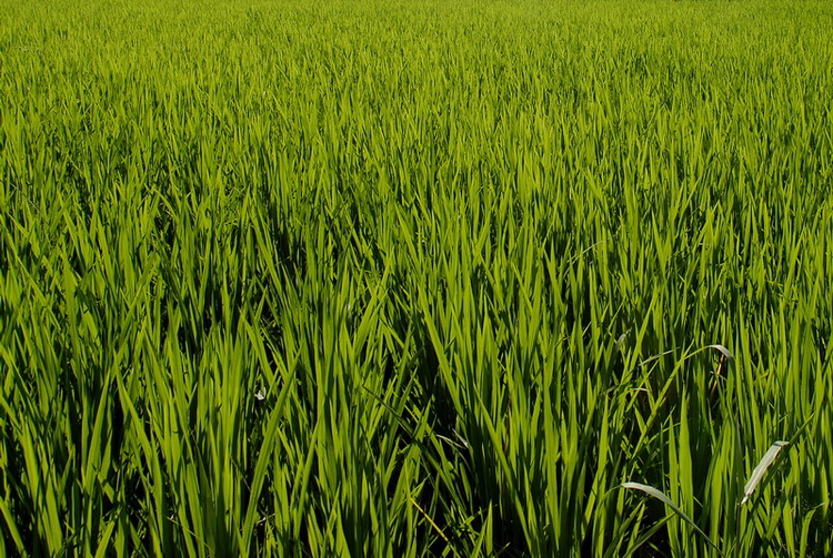 Сумма нескольких визитов на Бали (фото, трафик) Сумма нескольких визитов на Бали (фото, трафик)