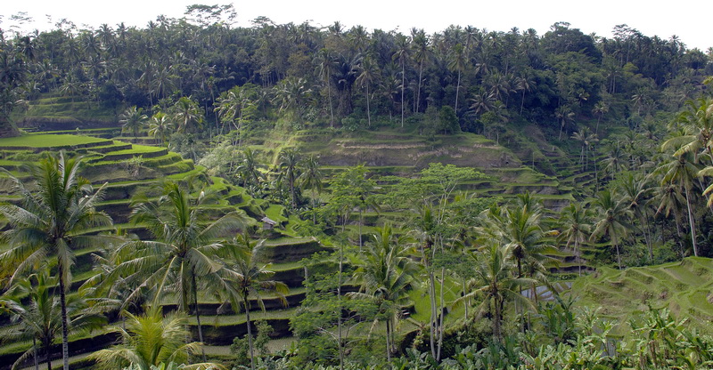 Сумма нескольких визитов на Бали (фото, трафик) Сумма нескольких визитов на Бали (фото, трафик)