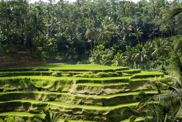Сумма нескольких визитов на Бали (фото, трафик) Сумма нескольких визитов на Бали (фото, трафик)