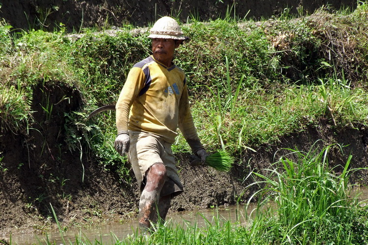 Сумма нескольких визитов на Бали (фото, трафик) Сумма нескольких визитов на Бали (фото, трафик)