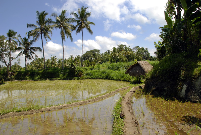 Сумма нескольких визитов на Бали (фото, трафик) Сумма нескольких визитов на Бали (фото, трафик)