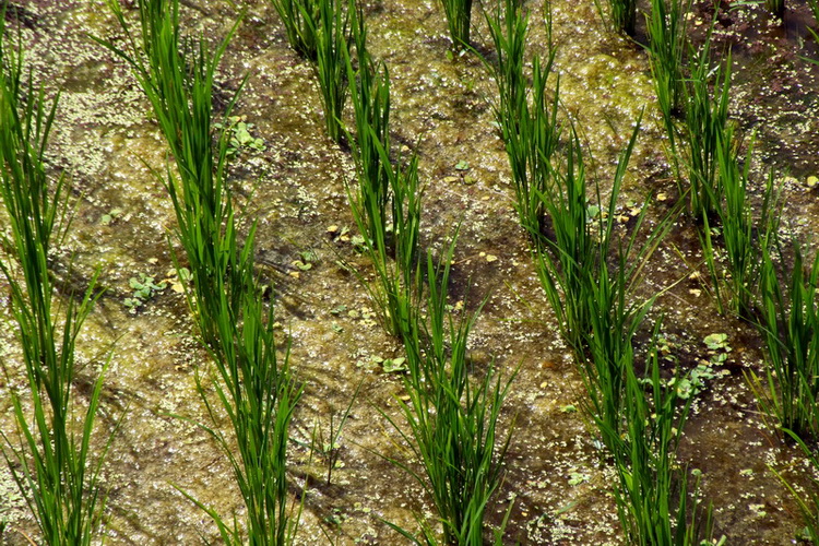 Сумма нескольких визитов на Бали (фото, трафик) Сумма нескольких визитов на Бали (фото, трафик)