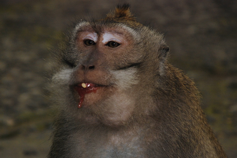 Сумма нескольких визитов на Бали (фото, трафик) Сумма нескольких визитов на Бали (фото, трафик)