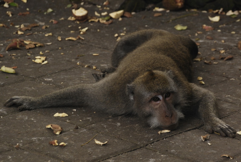 Сумма нескольких визитов на Бали (фото, трафик) Сумма нескольких визитов на Бали (фото, трафик)