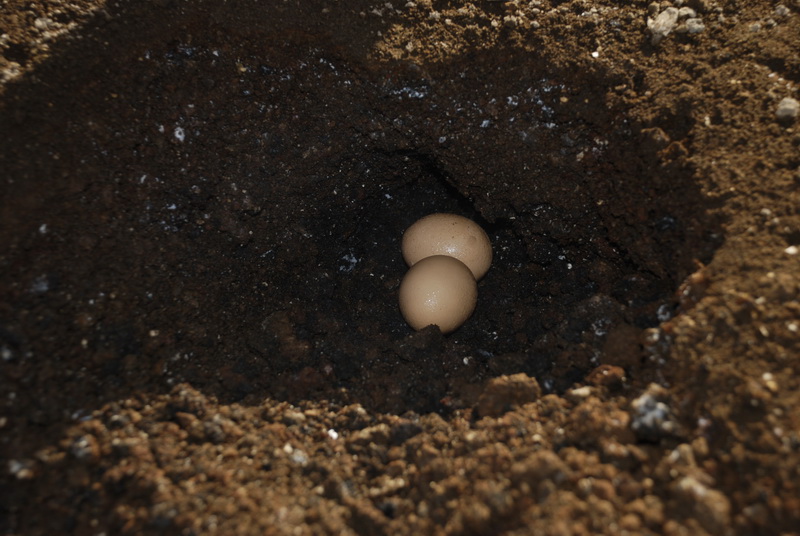 Сумма нескольких визитов на Бали (фото, трафик)