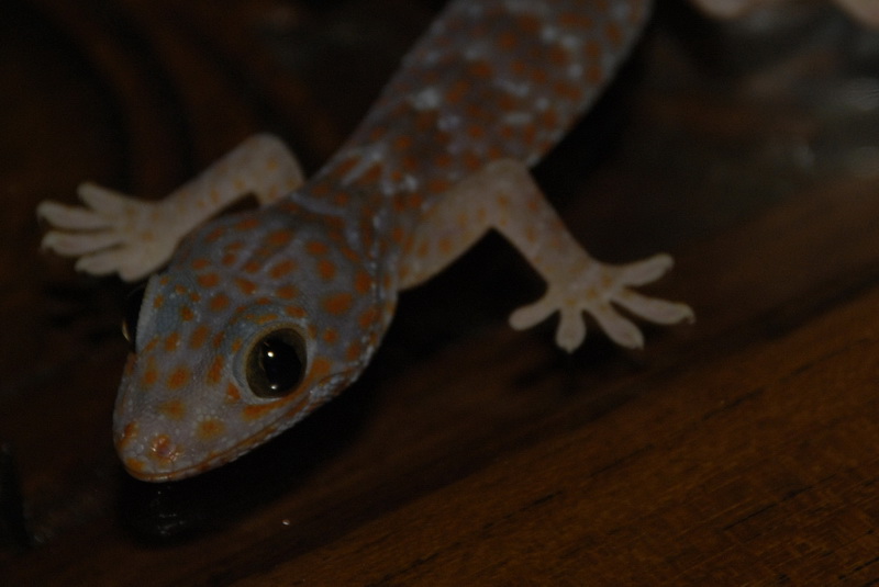 Сумма нескольких визитов на Бали (фото, трафик) Сумма нескольких визитов на Бали (фото, трафик)