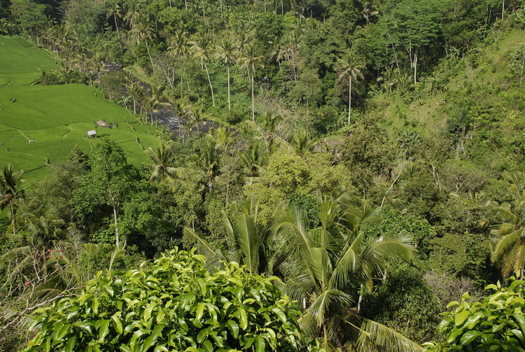 Сумма нескольких визитов на Бали (фото, трафик) Сумма нескольких визитов на Бали (фото, трафик)