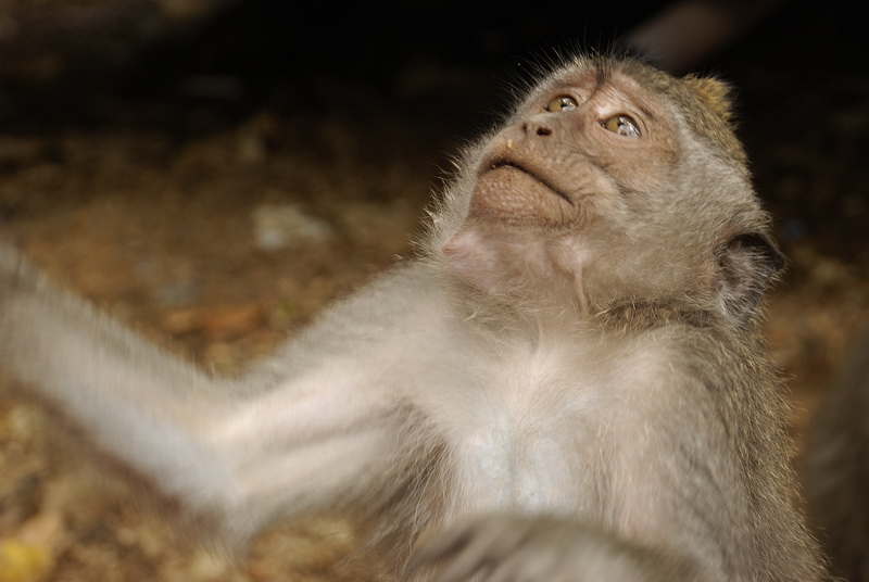 Сумма нескольких визитов на Бали (фото, трафик) Сумма нескольких визитов на Бали (фото, трафик)