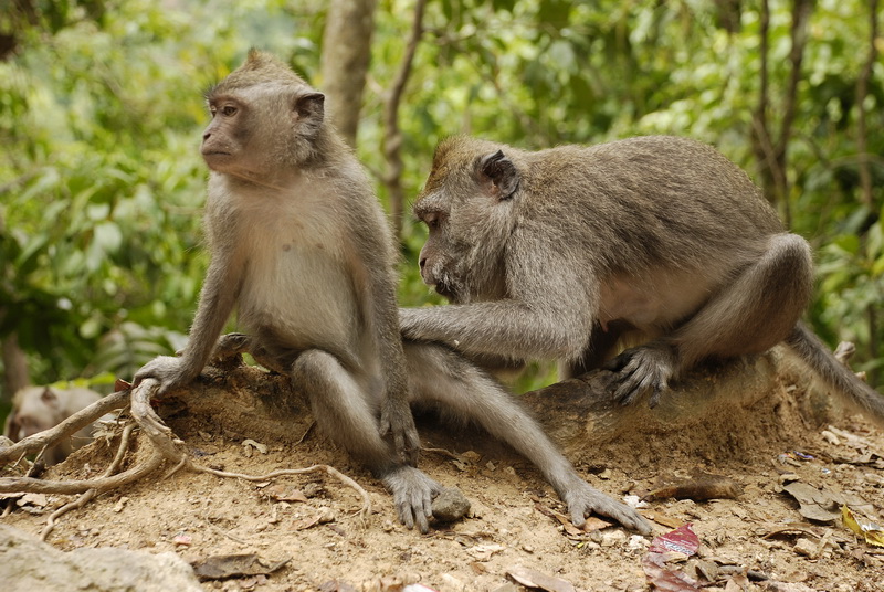 Сумма нескольких визитов на Бали (фото, трафик) Сумма нескольких визитов на Бали (фото, трафик)