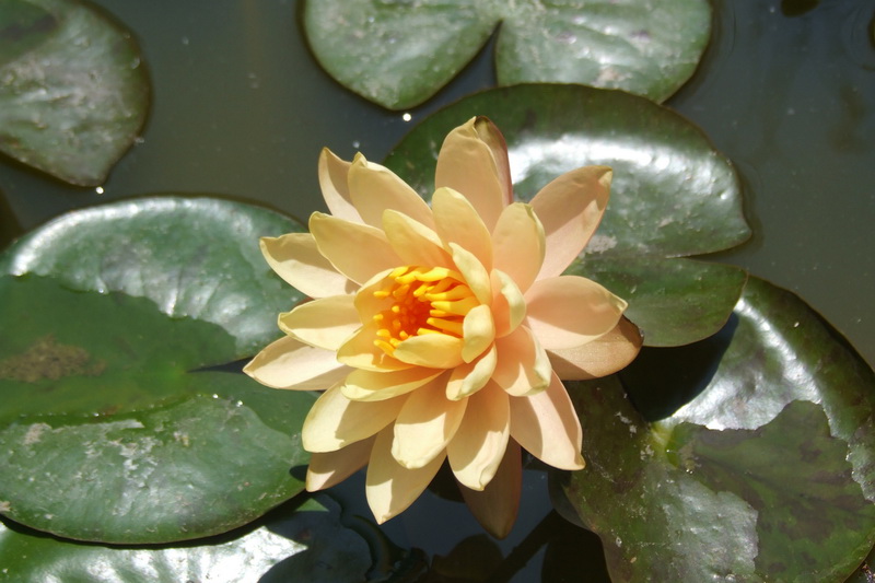 Сумма нескольких визитов на Бали (фото, трафик) Сумма нескольких визитов на Бали (фото, трафик)