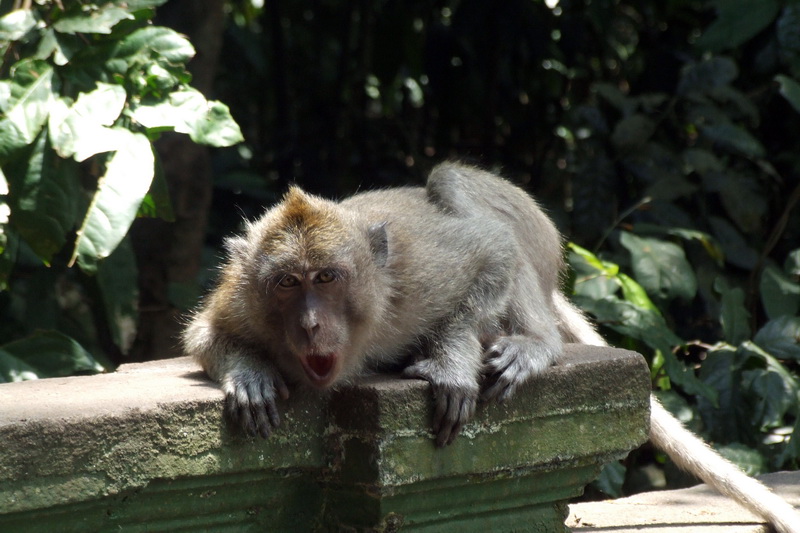 Сумма нескольких визитов на Бали (фото, трафик) Сумма нескольких визитов на Бали (фото, трафик)