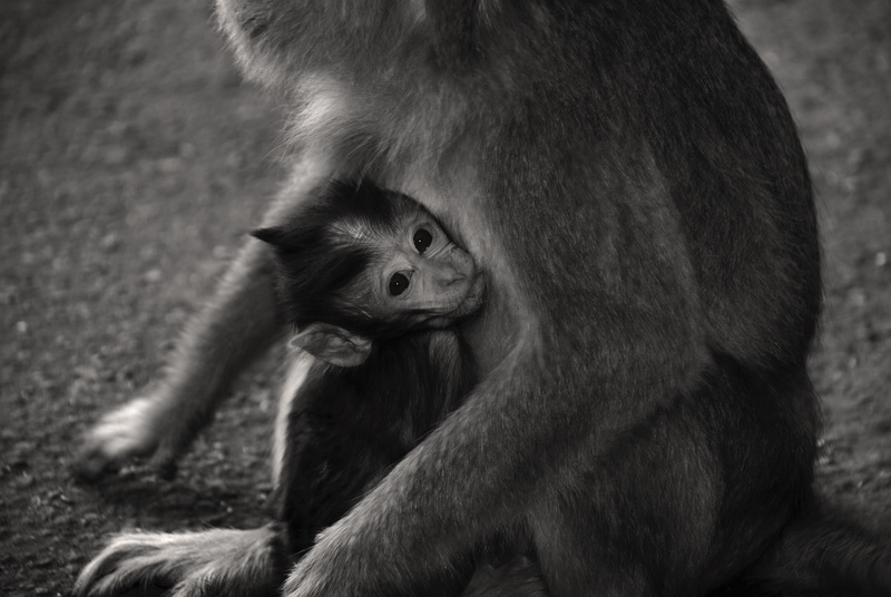 Сумма нескольких визитов на Бали (фото, трафик) Сумма нескольких визитов на Бали (фото, трафик)