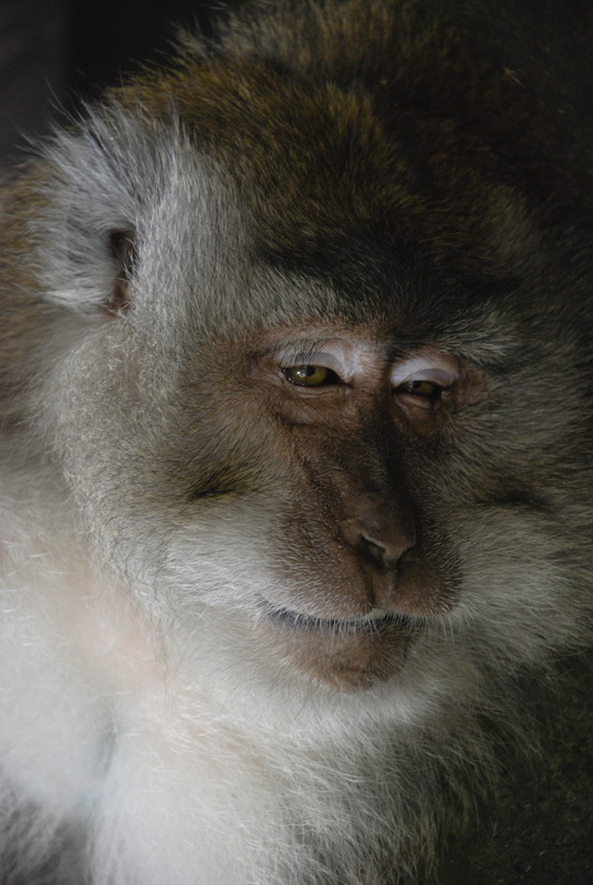 Сумма нескольких визитов на Бали (фото, трафик) Сумма нескольких визитов на Бали (фото, трафик)