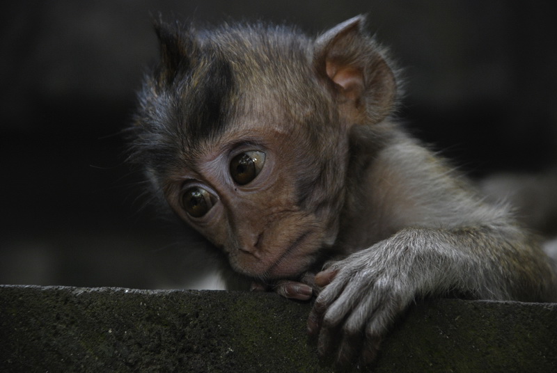 Сумма нескольких визитов на Бали (фото, трафик) Сумма нескольких визитов на Бали (фото, трафик)