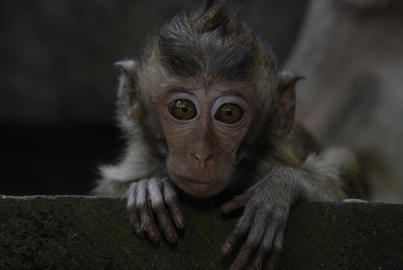 Сумма нескольких визитов на Бали (фото, трафик) Сумма нескольких визитов на Бали (фото, трафик)