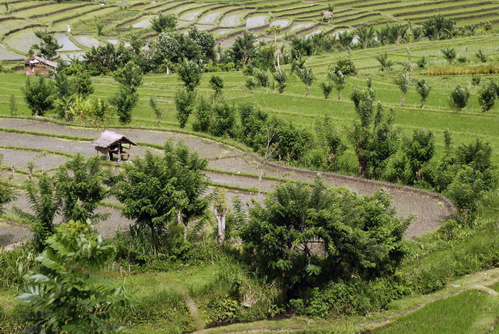 Сумма нескольких визитов на Бали (фото, трафик) Сумма нескольких визитов на Бали (фото, трафик)