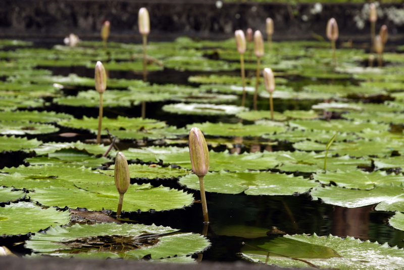 Сумма нескольких визитов на Бали (фото, трафик) Сумма нескольких визитов на Бали (фото, трафик)