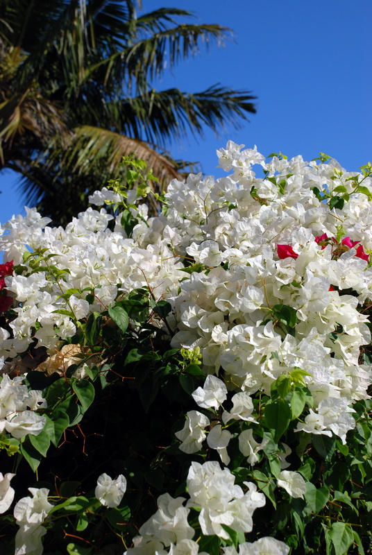 Сумма нескольких визитов на Бали (фото, трафик) Сумма нескольких визитов на Бали (фото, трафик)