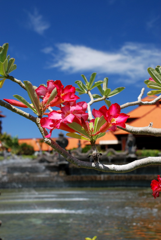 Сумма нескольких визитов на Бали (фото, трафик) Сумма нескольких визитов на Бали (фото, трафик)