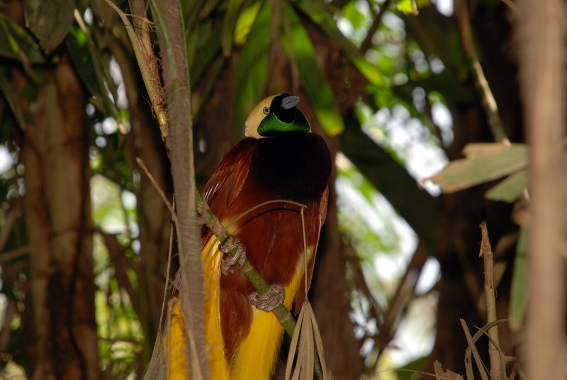 Сумма нескольких визитов на Бали (фото, трафик) Сумма нескольких визитов на Бали (фото, трафик)