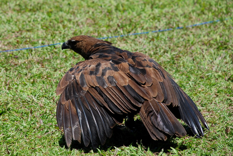 Сумма нескольких визитов на Бали (фото, трафик) Сумма нескольких визитов на Бали (фото, трафик)