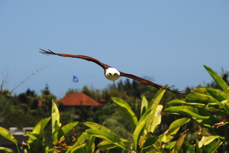 Сумма нескольких визитов на Бали (фото, трафик) Сумма нескольких визитов на Бали (фото, трафик)