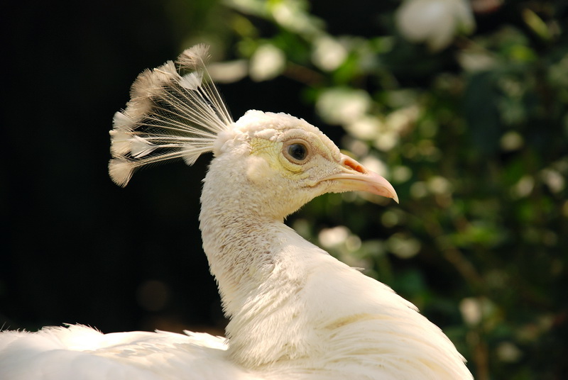 Сумма нескольких визитов на Бали (фото, трафик) Сумма нескольких визитов на Бали (фото, трафик)