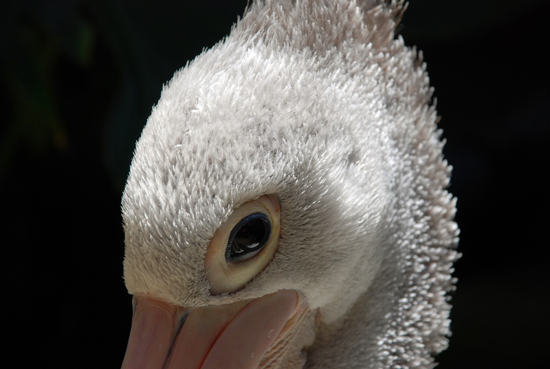 Сумма нескольких визитов на Бали (фото, трафик) Сумма нескольких визитов на Бали (фото, трафик)