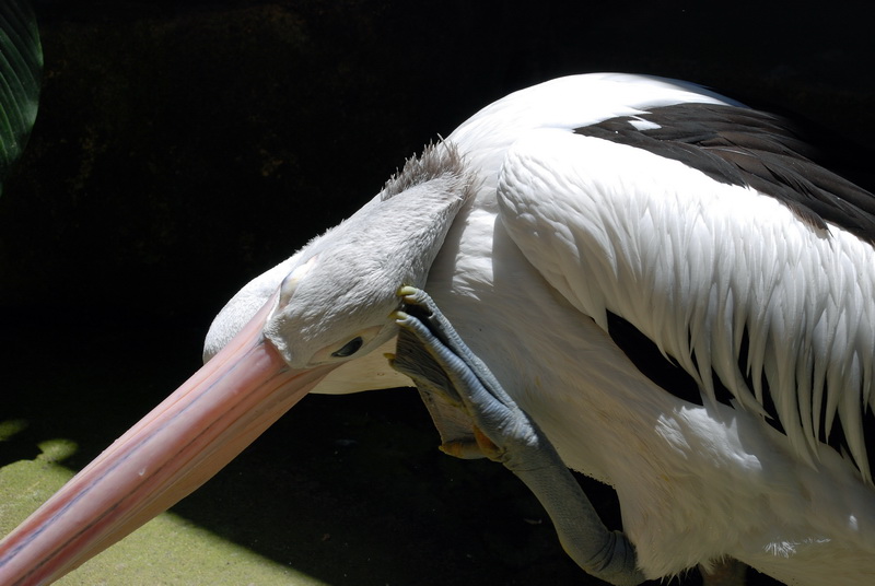 Сумма нескольких визитов на Бали (фото, трафик) Сумма нескольких визитов на Бали (фото, трафик)