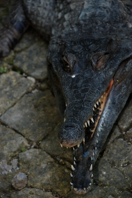 Сумма нескольких визитов на Бали (фото, трафик) Сумма нескольких визитов на Бали (фото, трафик)