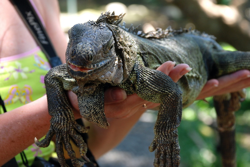 Сумма нескольких визитов на Бали (фото, трафик) Сумма нескольких визитов на Бали (фото, трафик)