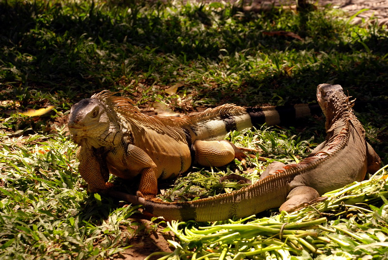 Сумма нескольких визитов на Бали (фото, трафик) Сумма нескольких визитов на Бали (фото, трафик)
