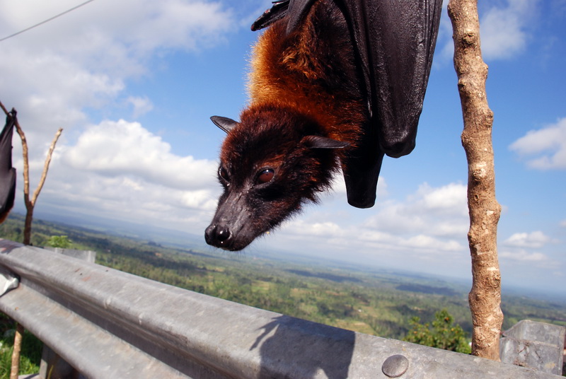 Сумма нескольких визитов на Бали (фото, трафик)