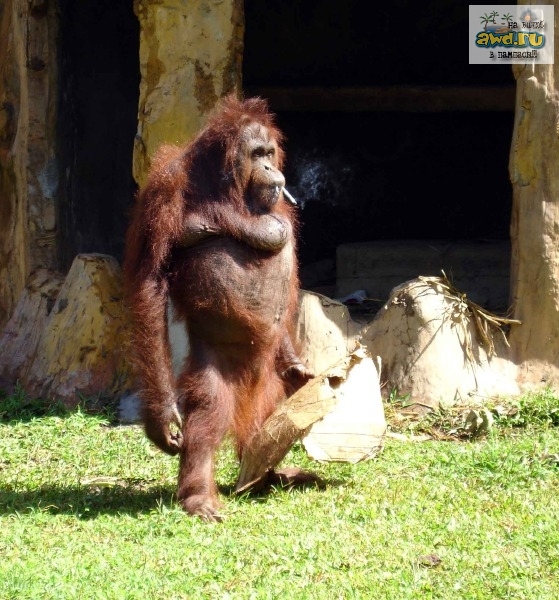 Что купить, чтоб не курить...