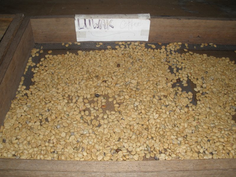 11 дней в Индонезии (Бали-Флорес) фев 2010 ФОТО(закончен)