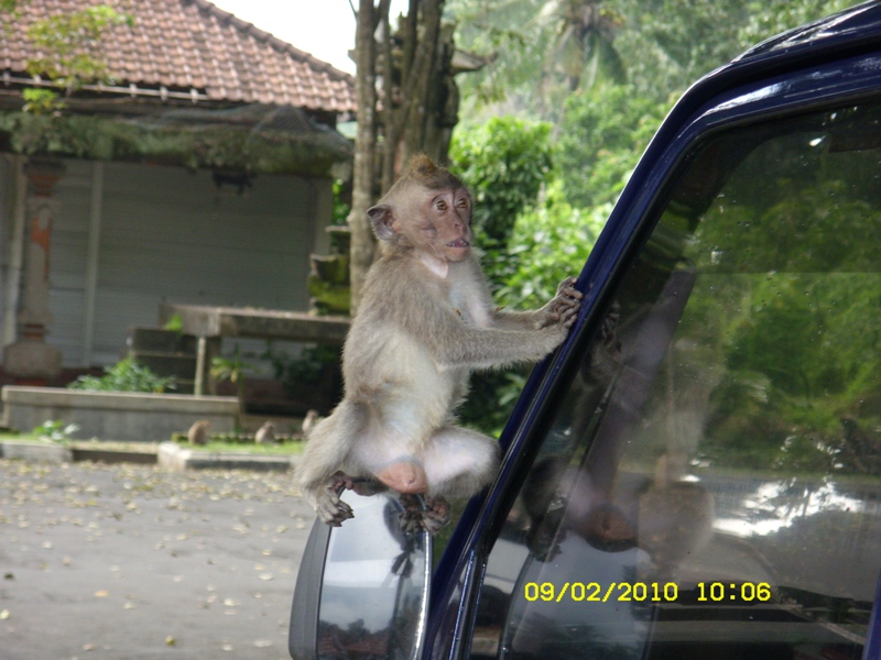 11 дней в Индонезии (Бали-Флорес) фев 2010 ФОТО(закончен)