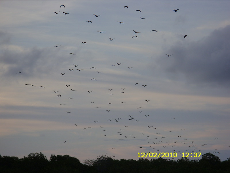 11 дней в Индонезии (Бали-Флорес) фев 2010 ФОТО(закончен)