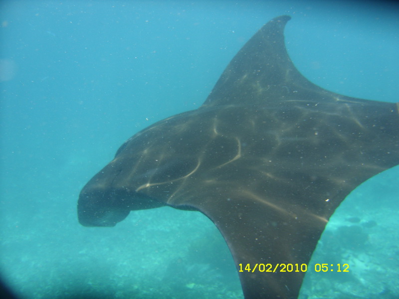 11 дней в Индонезии (Бали-Флорес) фев 2010 ФОТО(закончен)