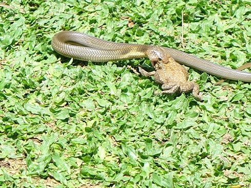 Бали, смотрите под ноги, даже в отеле :)))