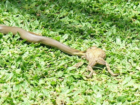 Бали, смотрите под ноги, даже в отеле :)))