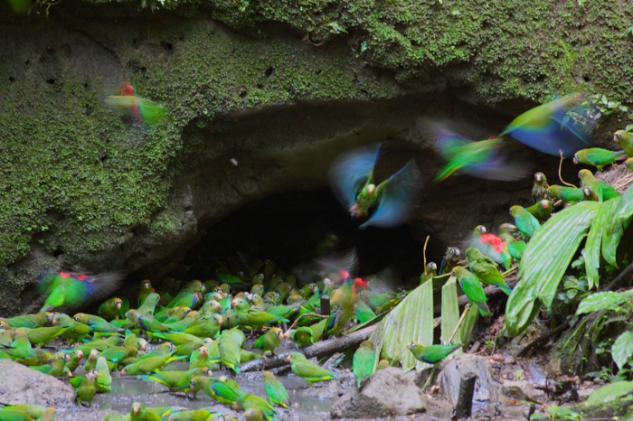 Птицы в фотографиях из путешествий