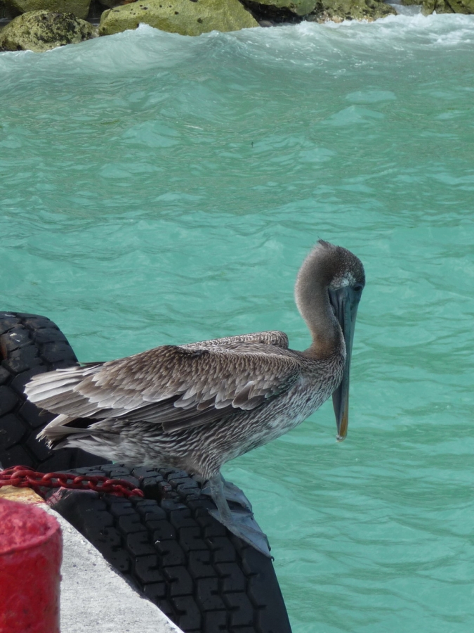 Флорида + круиз Carnival Triumph: Кайманы, Косумель