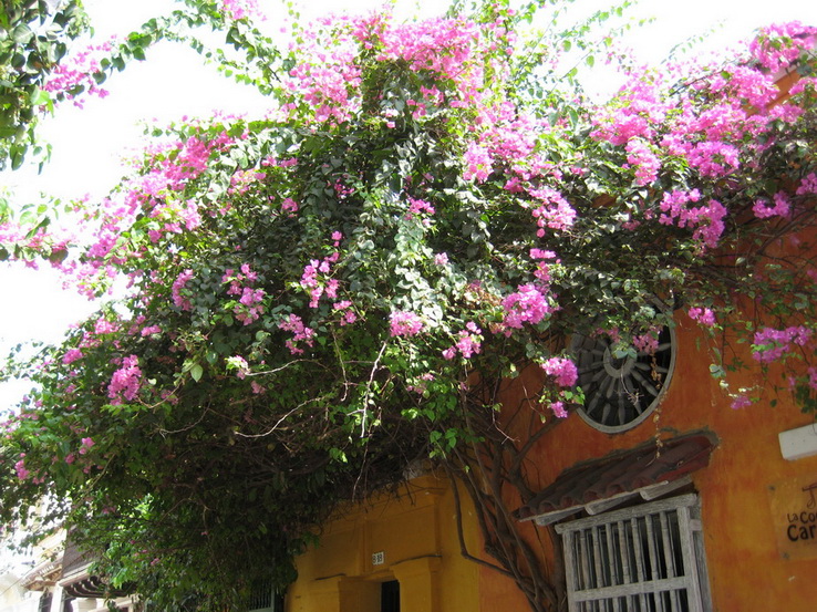 Очарование Колумбией, весна 2010