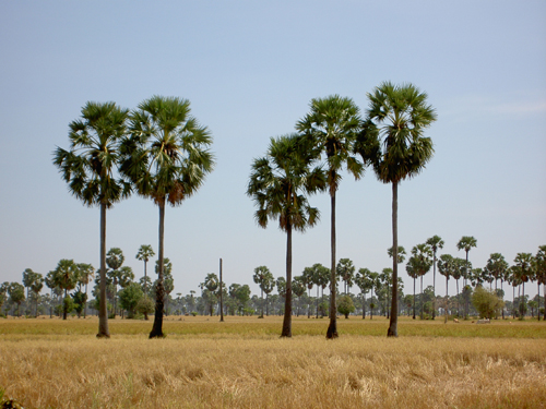 Бангкок – Камбоджа – Куала-Лумпур – Пукет (декабрь 2007)